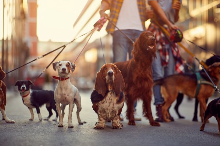 一緒に散歩をする犬の集団