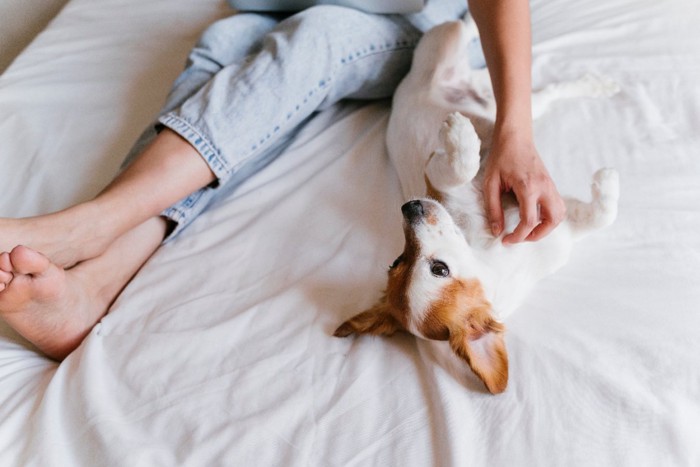 ベッドの上で仰向けになる犬