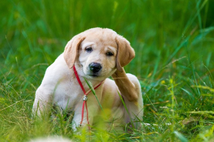 体を掻くラブラドールの子犬