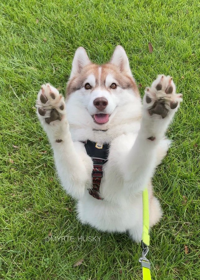 得意