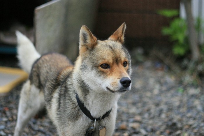 グレーの犬