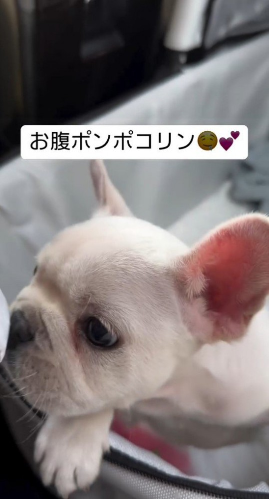 子犬の顔のアップ1