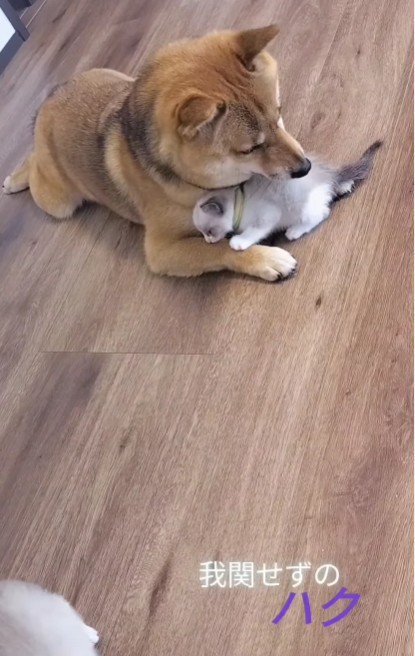 ハクちゃんは我関せず…