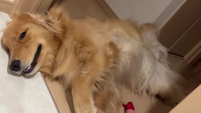 そのうちニャーと鳴きそう！？