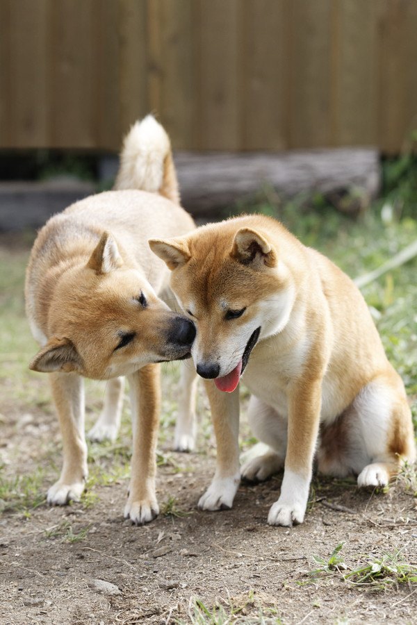 二頭の柴犬、相手の顔を舐める