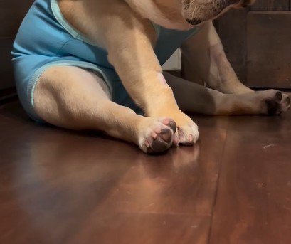 足を投げ出して座る犬の足