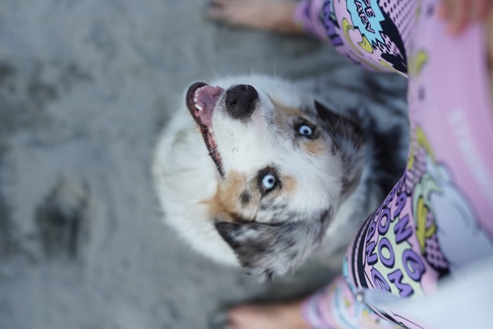 飼い主の脚の間から見上げる犬