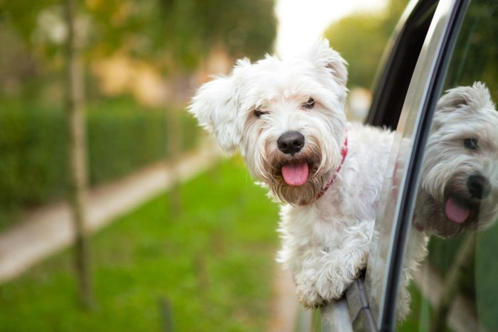 車のミラーにうつる犬の姿