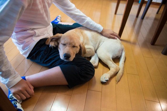 膝枕してもらう犬