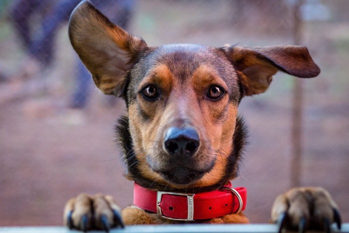 耳が大きい犬