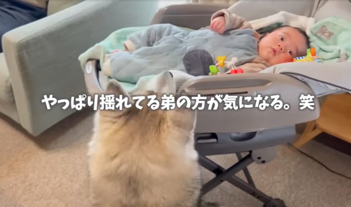 赤ちゃんを覗き込む犬
