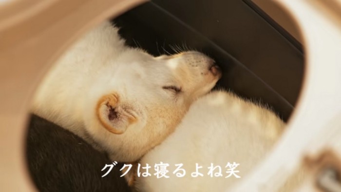 ぐっすり眠るグクくん