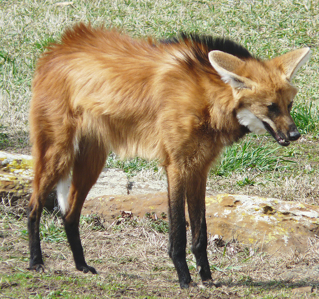 タテガミオオカミの脚は非常に長い