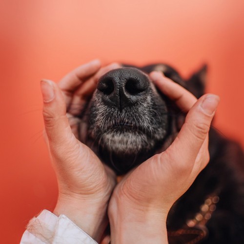 飼い主さんの手で鼻先を包まれている犬