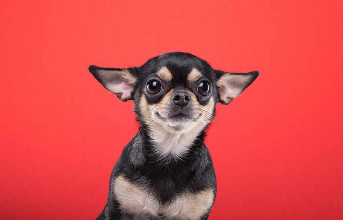 背景が赤色のこちらを見つめている犬