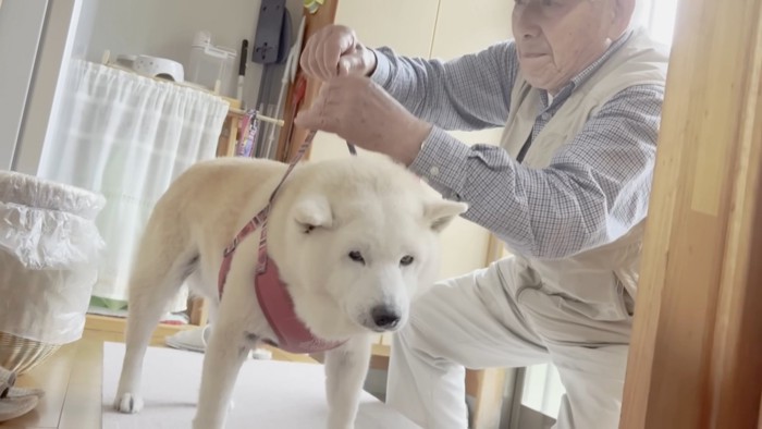 おやつで釣ってなんとかリードを装着