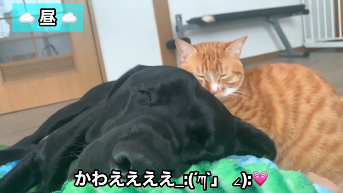 2匹とも可愛すぎる♡