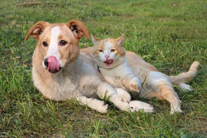 芝生に寝転び、舌を出している犬と猫