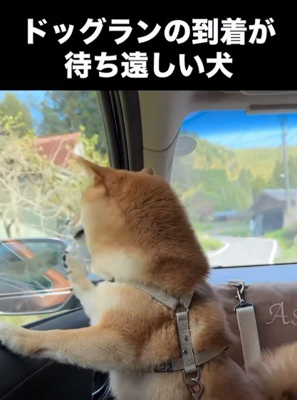 車の窓を片手でひっかく犬