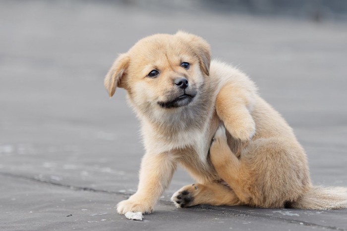 お腹を掻く子犬