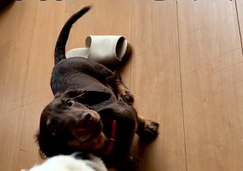 床にいる子犬