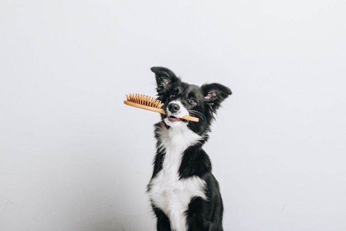 ブラシを咥えた犬