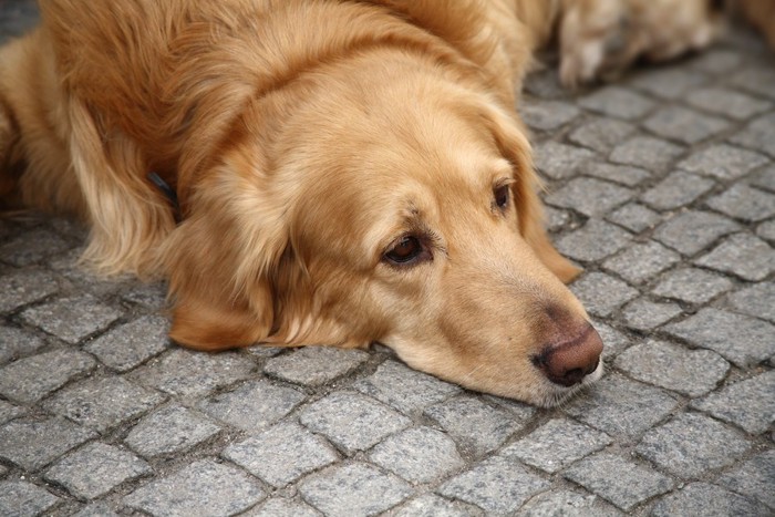 我慢している様な犬