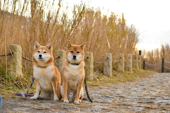 ノギと2匹の柴犬