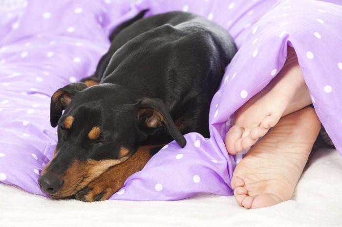 ベッドの飼い主の足元で眠る犬