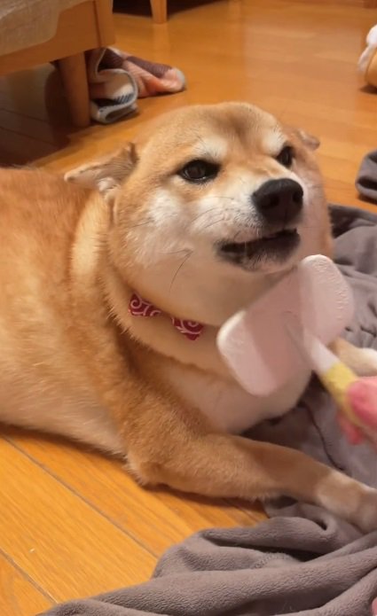 アゴ下にブラシを移動させた飼い主さん