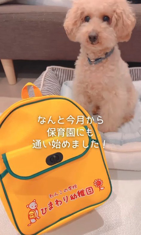 すいーぶ君の変化8