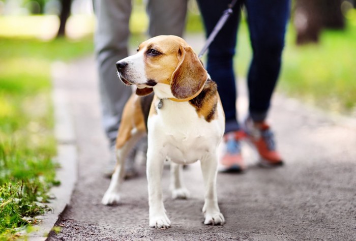 散歩中に立ち止まる犬
