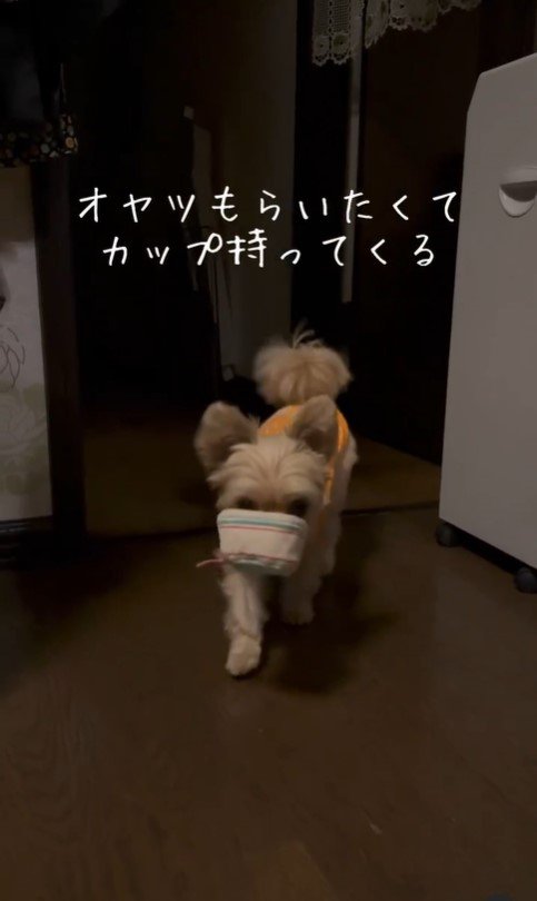 ももちゃんのおねだり