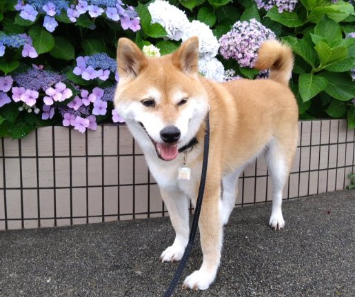 ニコニコ笑顔