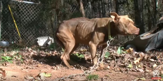 やせ衰えた犬