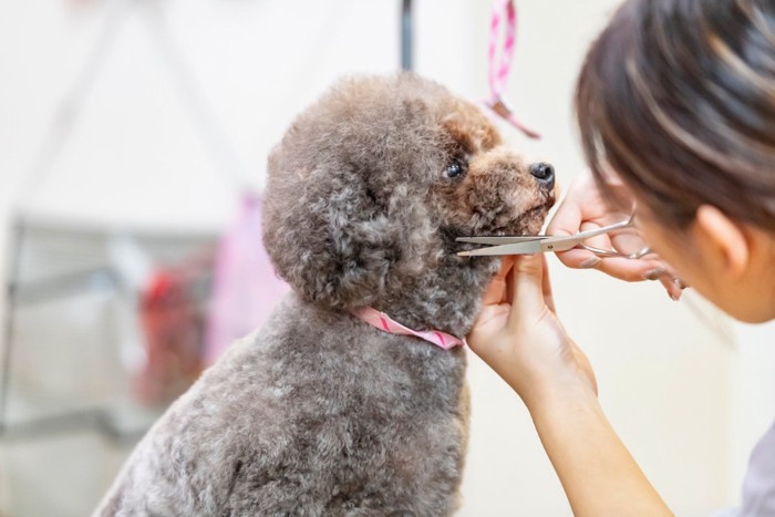 毛をカットしてもらう犬