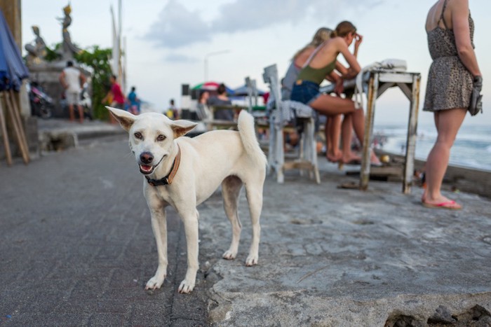 バリ島のビーチの白い犬