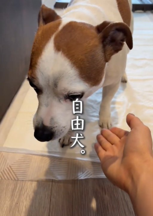 下を向く犬1