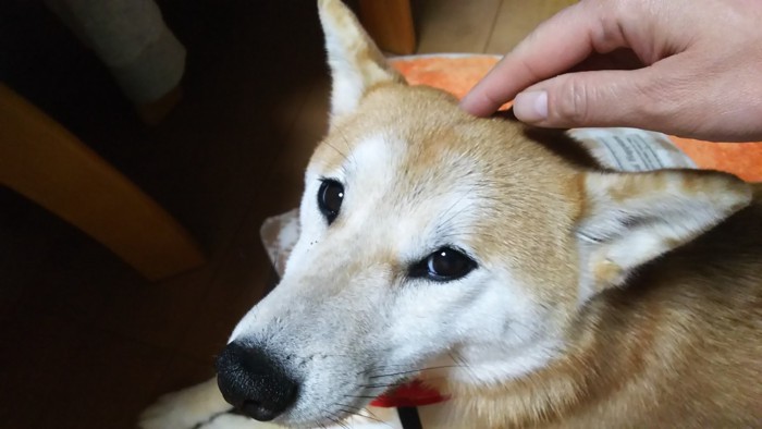 頭をなでられる柴犬