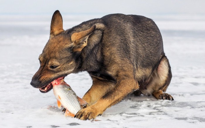 生鮭を食べる犬