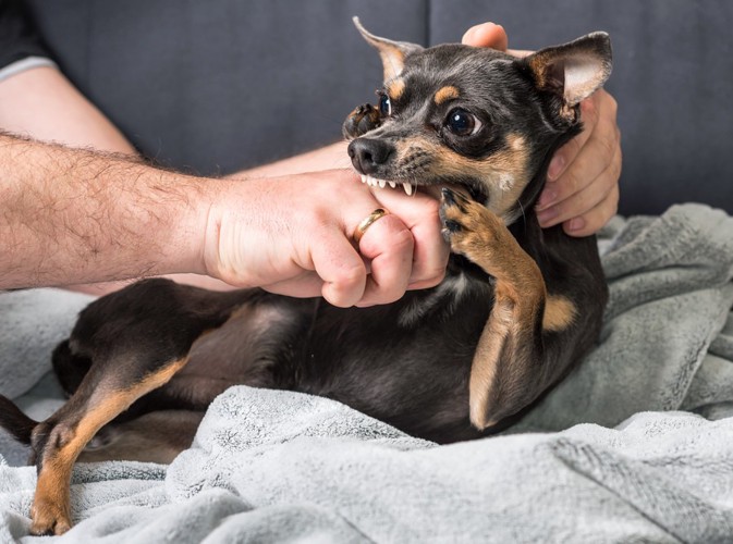 抑えられる犬