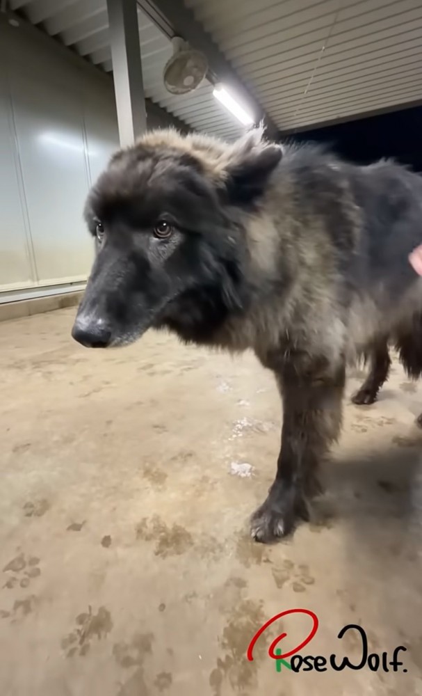 自分から上目遣いで近寄ってくる犬