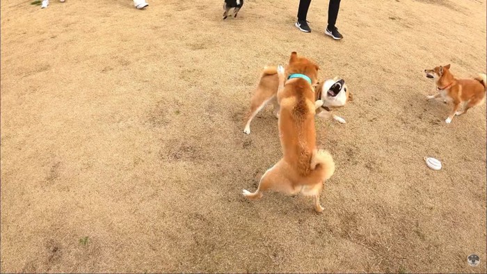 ワンプロ中の柴犬たち