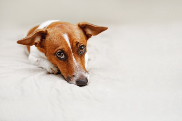 上目遣いの犬