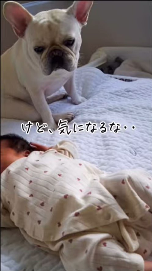 犬と赤ちゃん