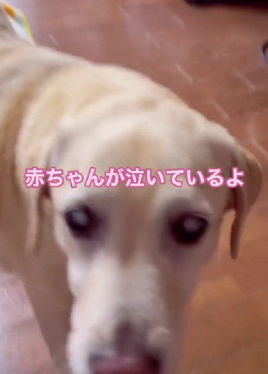 心配そうなベルちゃん