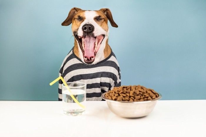 大きく口を開けた服を着た犬、目の前にご飯と水