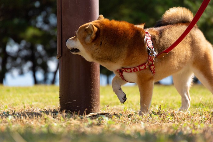 匂いを嗅ぐ柴犬