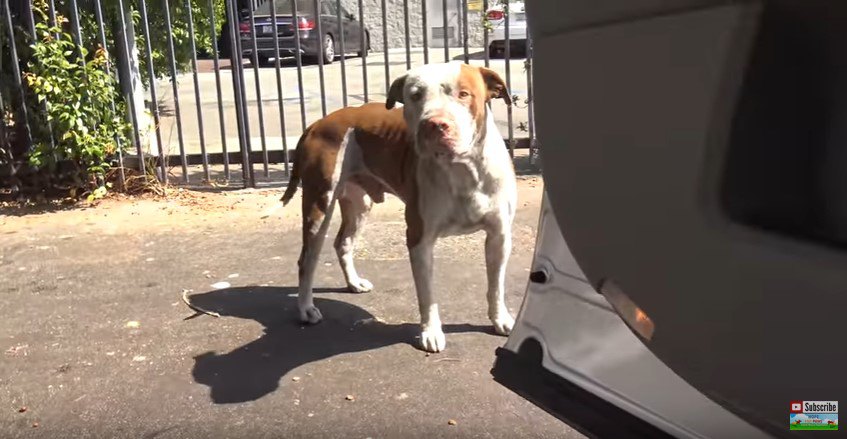 開いた車のドアから中をのぞく犬