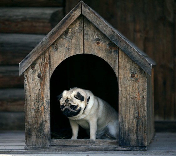 小屋の中でうつむく犬